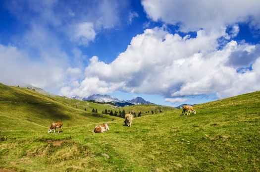 agriculture alps animal background
