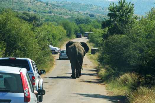 photography of elephant on road